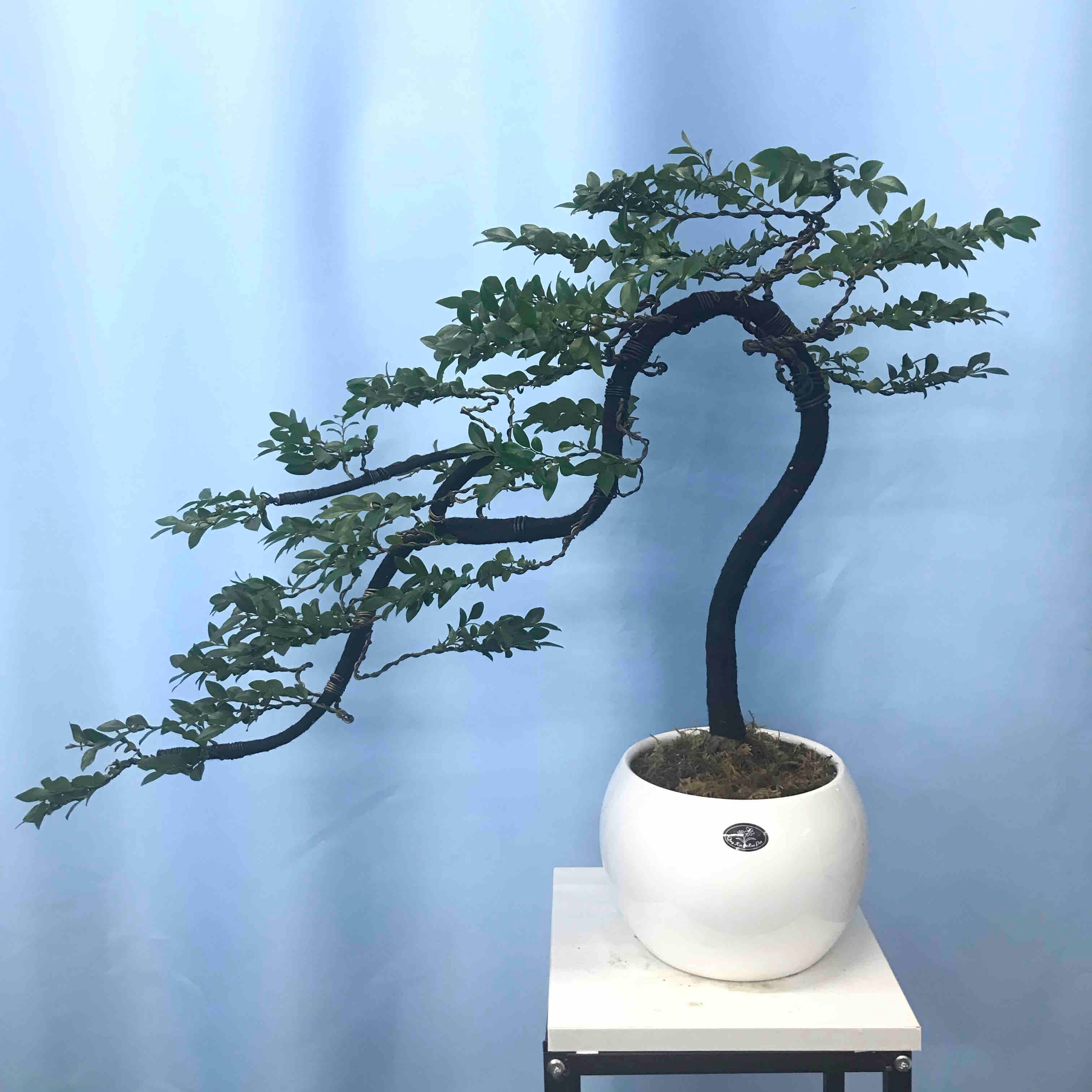 绿植黑骨茶造型盆景，室内室外都可以养，以直播间一物一拍为准！