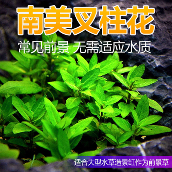 南美叉柱花前景真水草造景迷你日本矮珍珠爬地装饰鱼缸造景水草缸