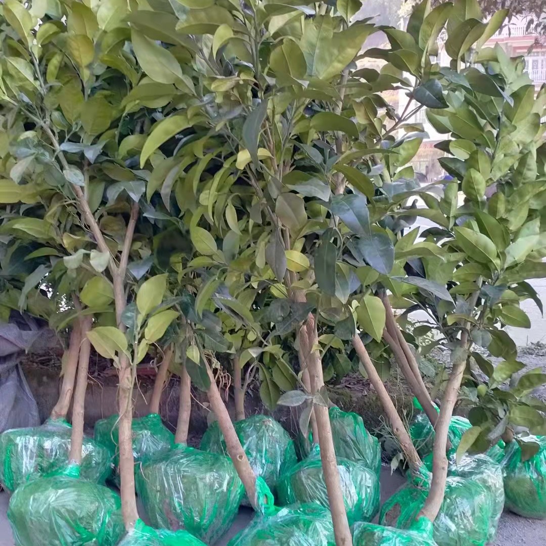 马家柚大南原产地直发四年苗【地径2.8-3.5带土球】可绿植盆栽