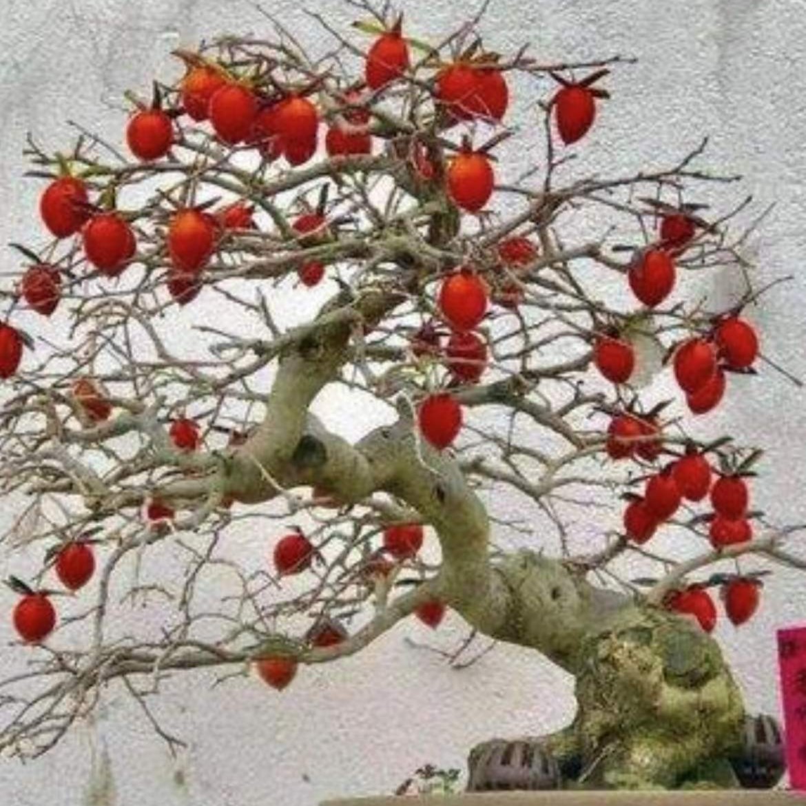 老鸦柿盆景老桩挂果盆景开花