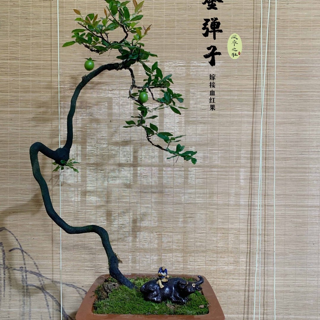 金弹子瓶兰花黑塔子