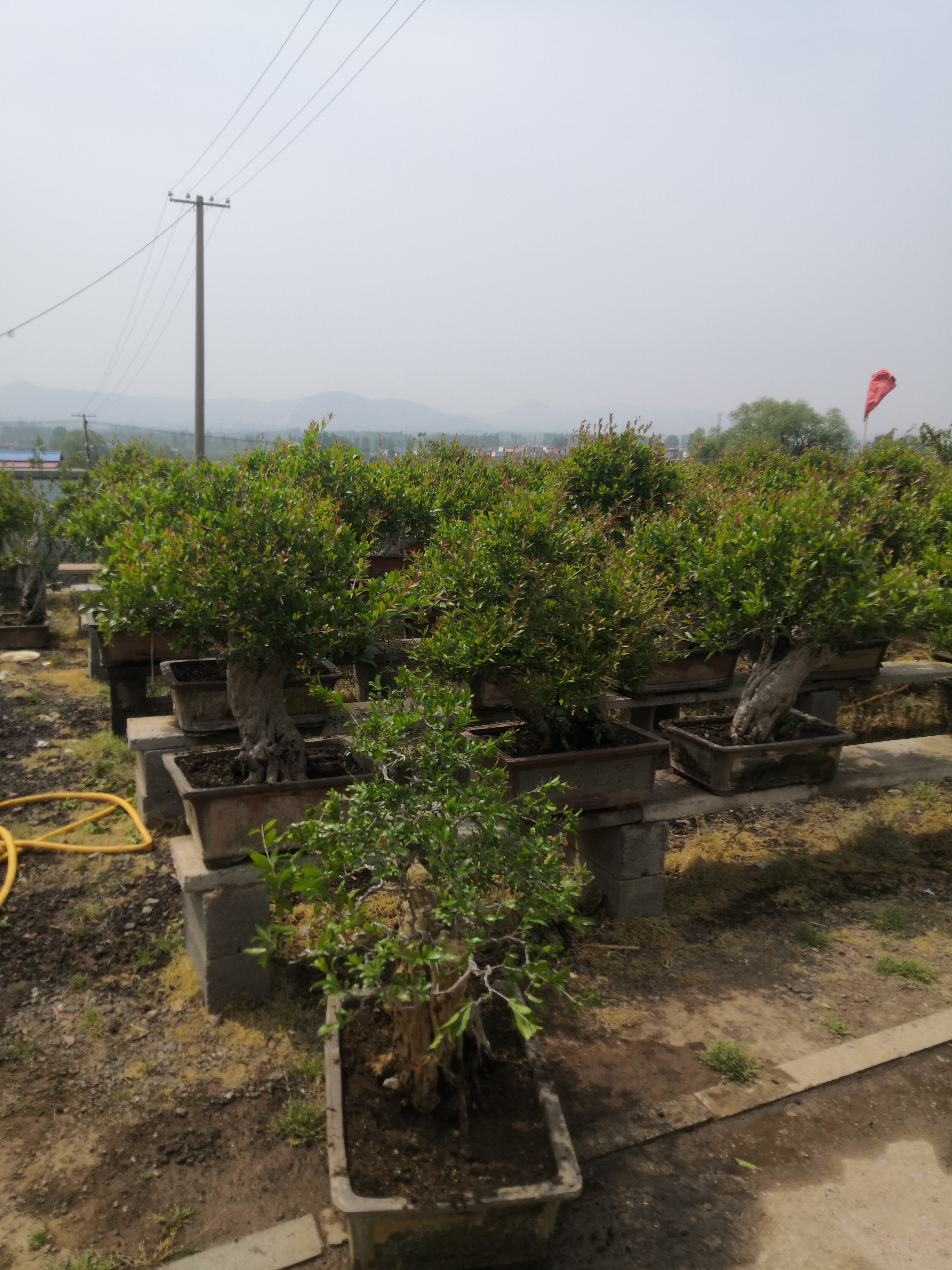 《非图片实物》盆景基地批发下单前联系客服