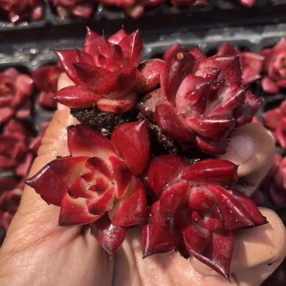 多肉罗宾鸡多肉植物东云系肉肉盆栽花卉组合乌木办公多肉植物盆栽