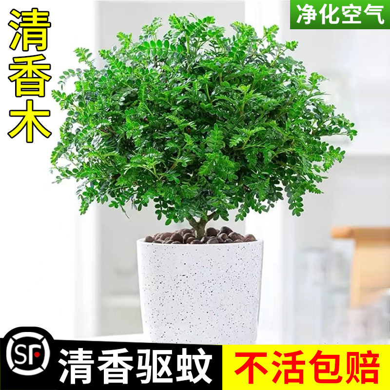 正宗清香胡椒木盆栽驱蚊草植物室内外花卉老桩盆景易活九里香绿植