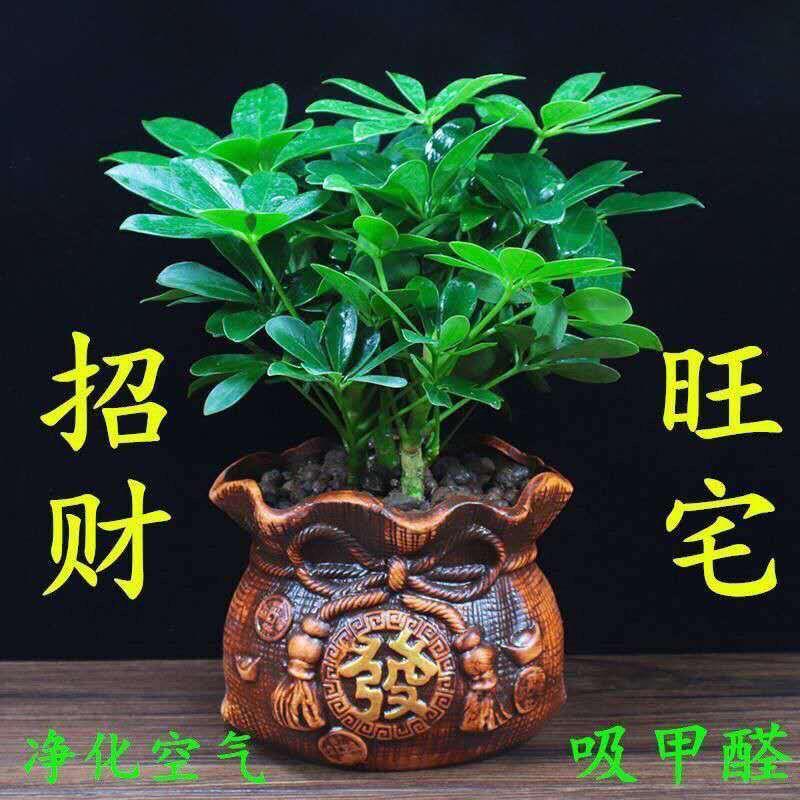 四季常青八方来财鸭脚木室内绿植盆栽花卉发财树招财树好养客厅