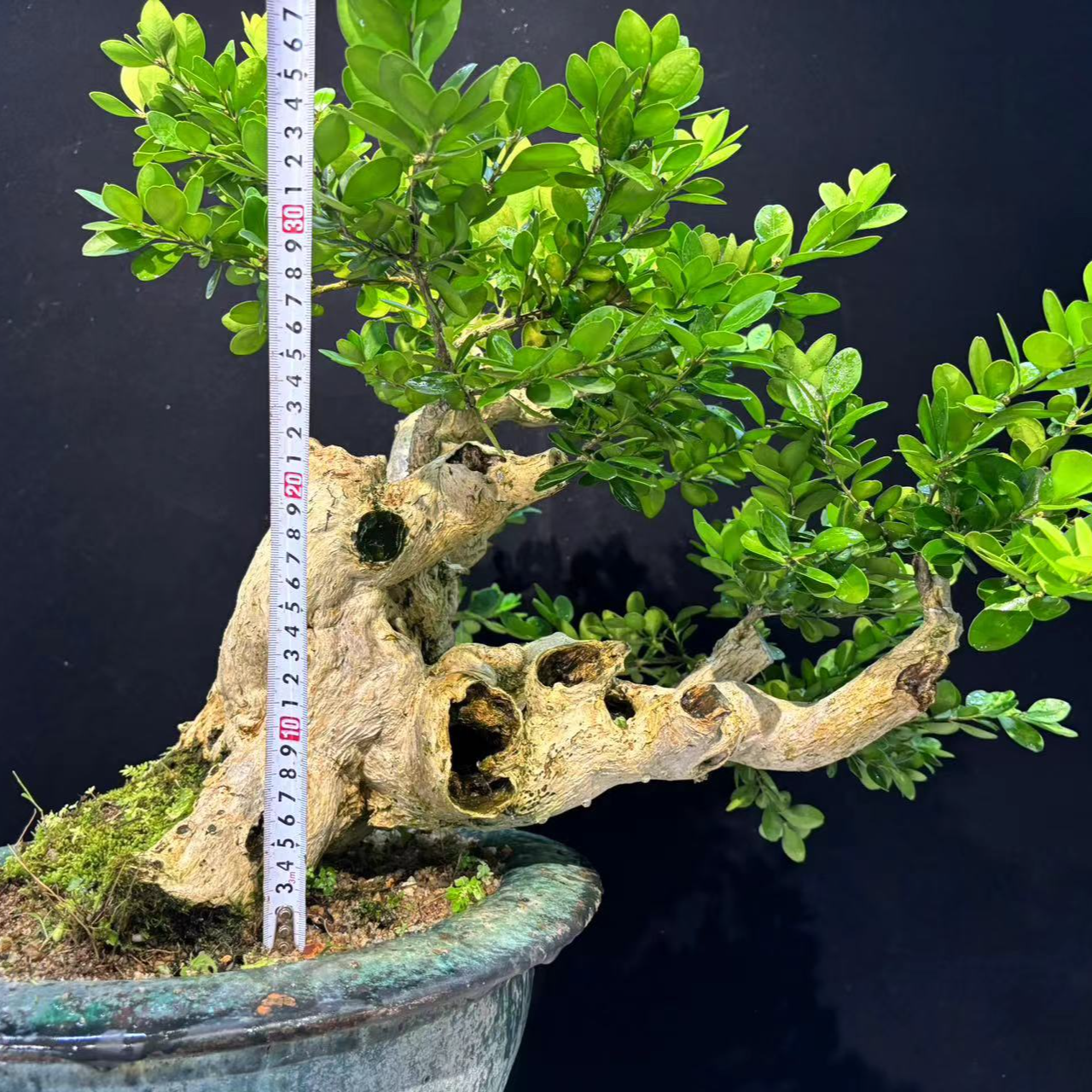 海岛黄杨老桩海岛黑古茶山楂树黑骨茶水杨梅盆景15分钟黄杨盆景