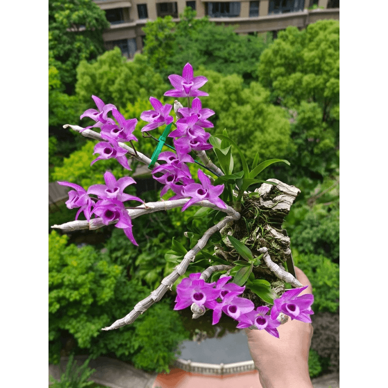 麝香石斛2年"新鲜石斛盆景绿植可食用煲汤石斛汤鼓槌石斛兰（1盆