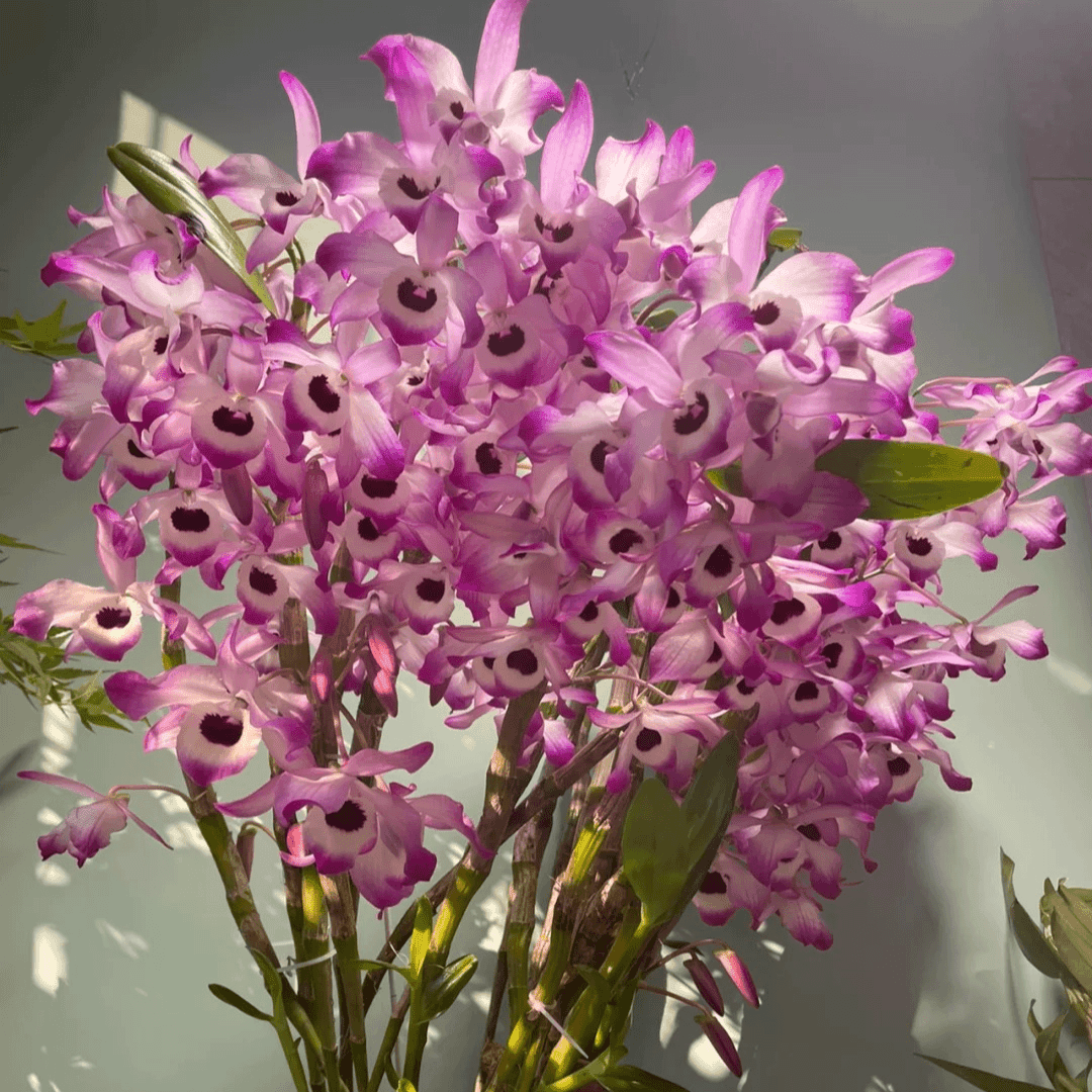 金钗石斛“2年鲜活石斛盆栽盆景绿植可食用煲汤石斛汤石斛兰（1盆