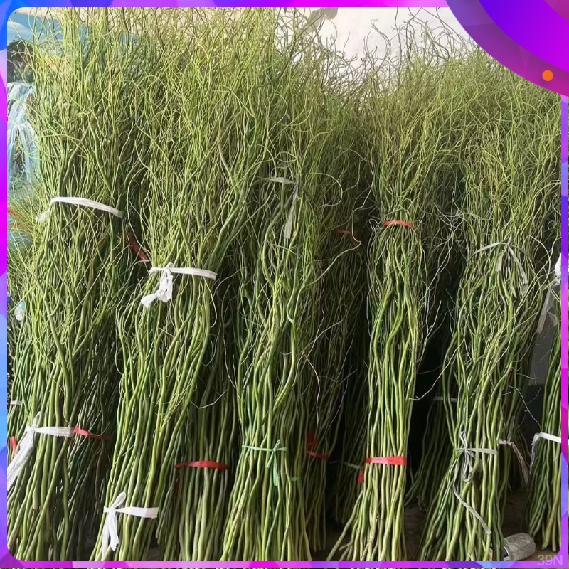 龙柳鲜枝水培植物绿植好养易活客厅室内办公室家庭鲜花雪柳鲜枝