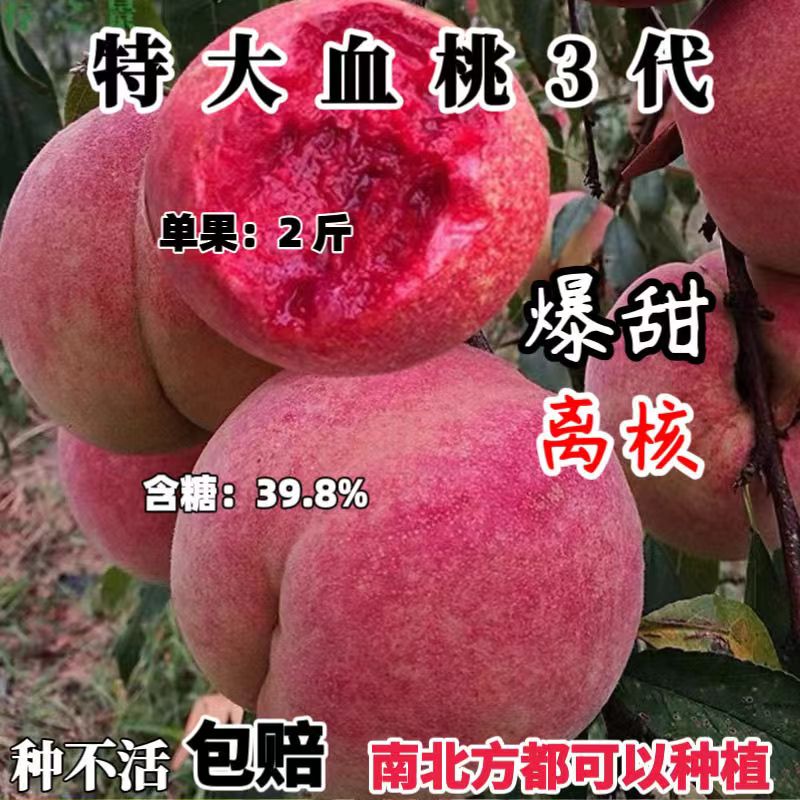嫁接冬桃树苗新品种特大抗寒耐寒晚熟南方北方种植盆栽地栽桃树苗