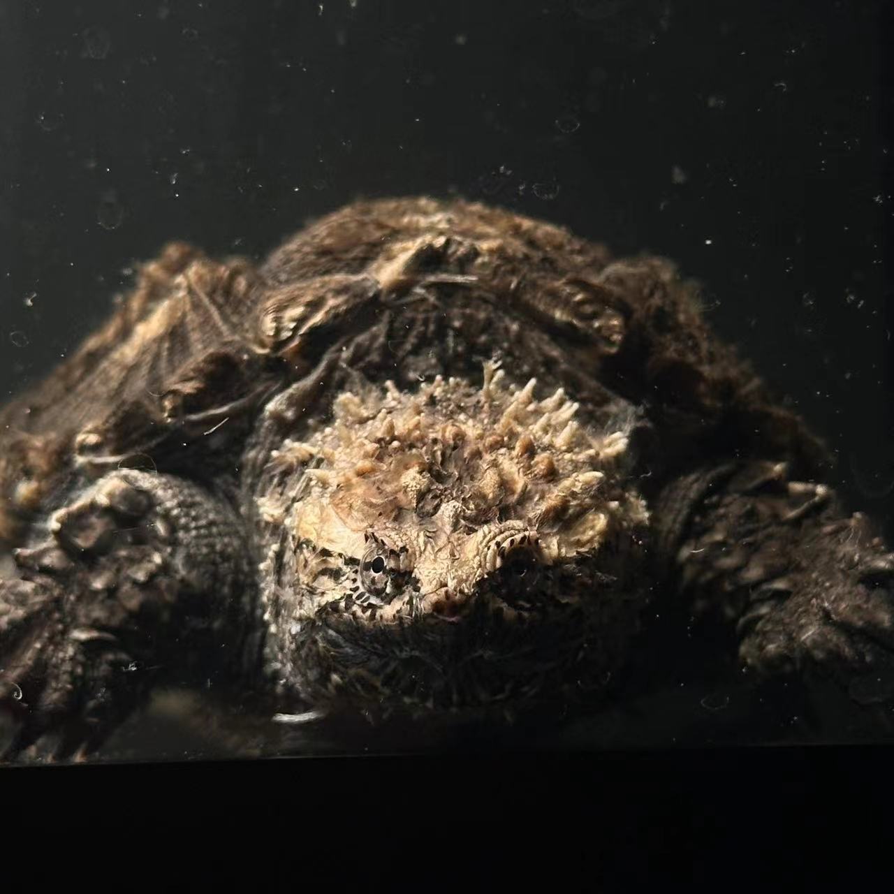 直播精选，佛鳄观赏龟佛罗里达品种佛人工养殖小鳄宠物龟，超萌好物