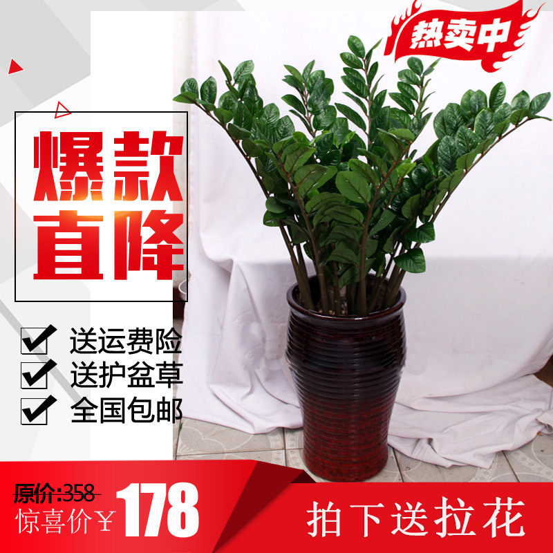 仿真金钱树假树仿真植物大盆栽办公室客厅摆设落地绿植装饰发财树