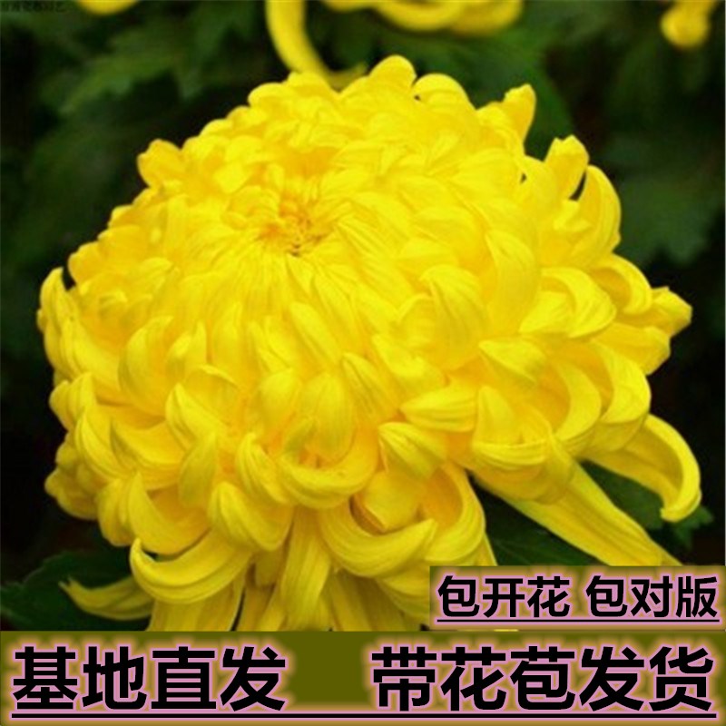 荷兰菊带花苞大菊花乒乓球菊菊花狮子头花泰迪菊四季开花菊花盆栽