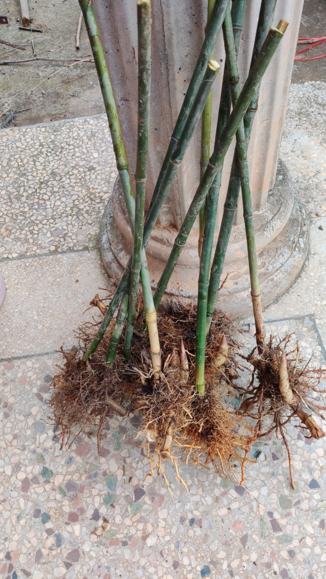 实心竹苗，6棵，直径1.5左右，截枝60cm发货，高60cm，高60cm，