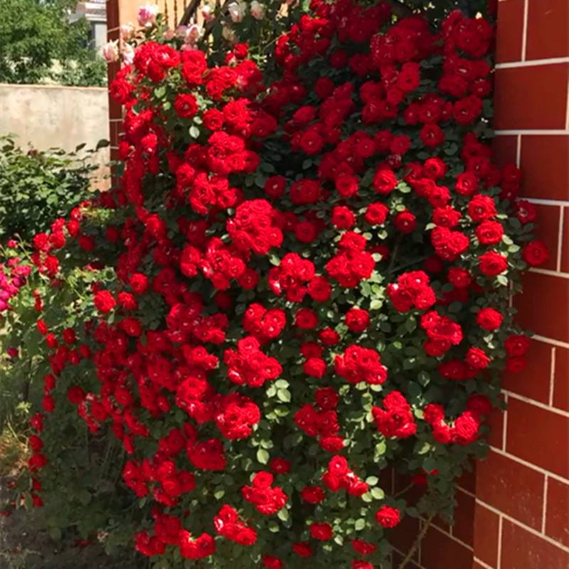 红木香四季浓香型无刺爬藤庭院楼顶阳台花园花卉拱门月季花直播