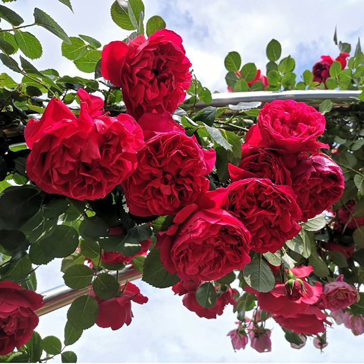 弗洛伦蒂娜藤本带花爬藤带花红色大花庭院阳台花卉鲜花春天直播