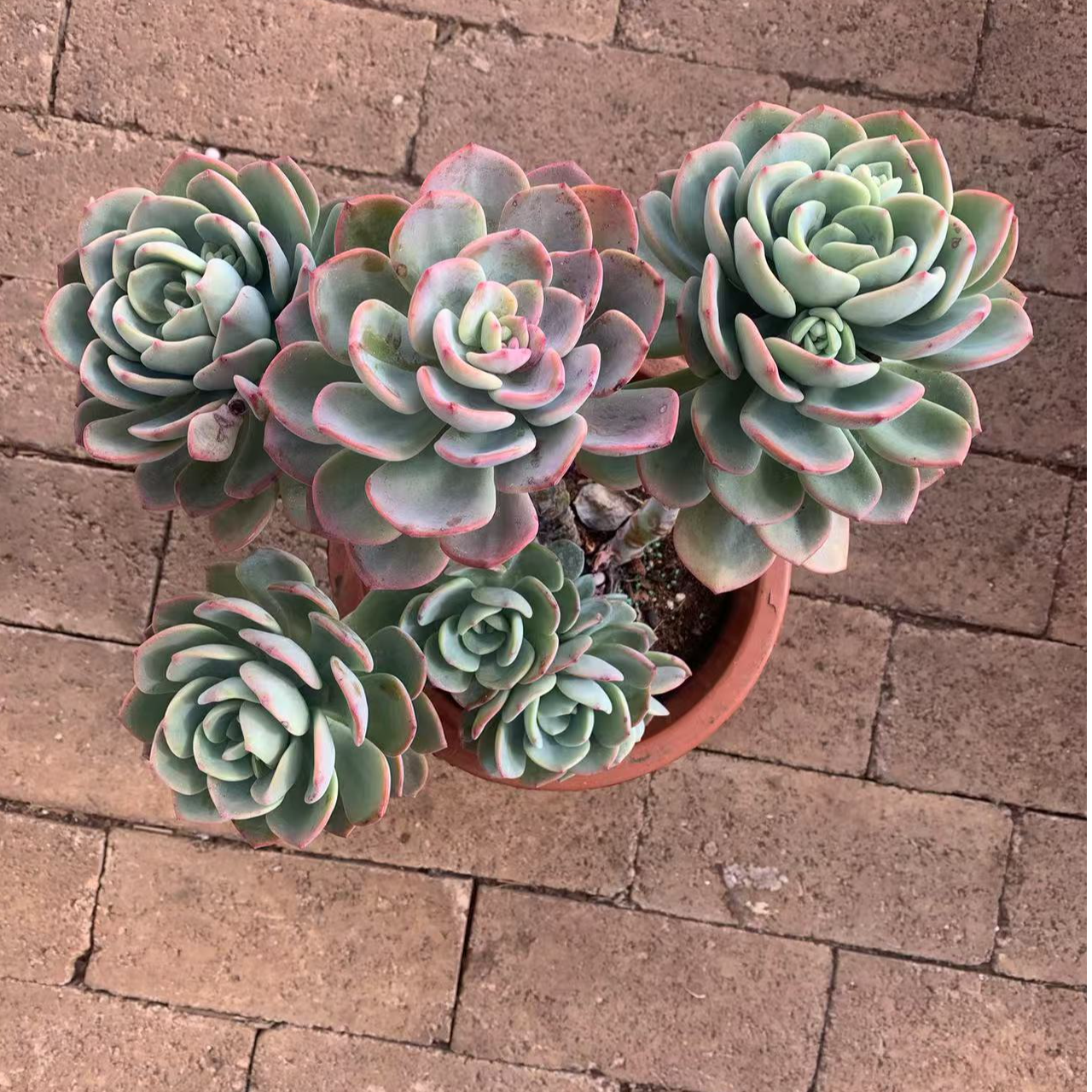  宽哥精品多肉  【多头老桩白月光】整桩无砍 【轻微断枝不售后】