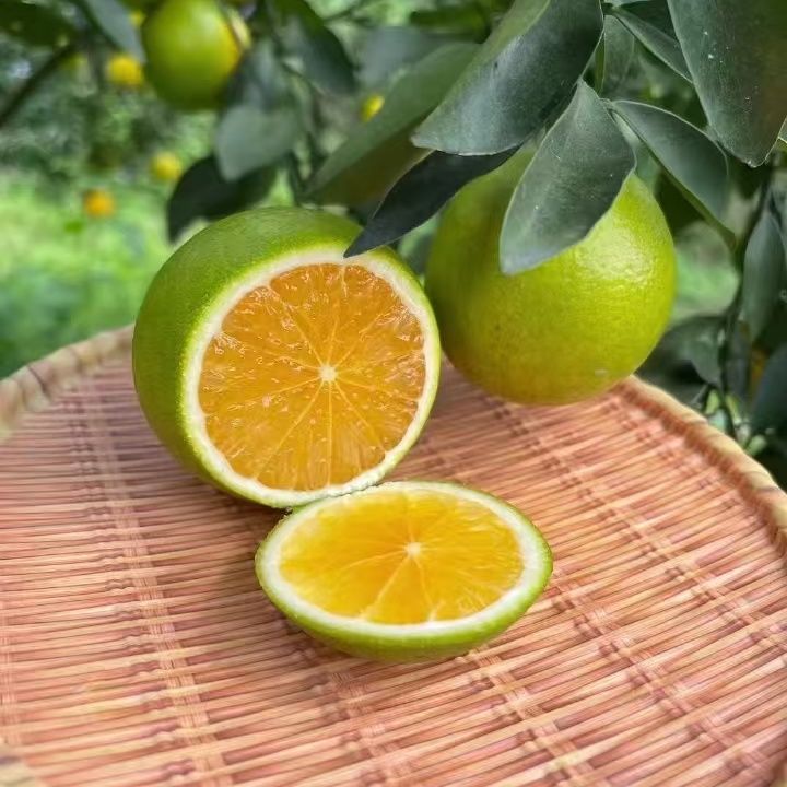 海南正宗绿橙青皮琼中绿橙薄皮当季新鲜