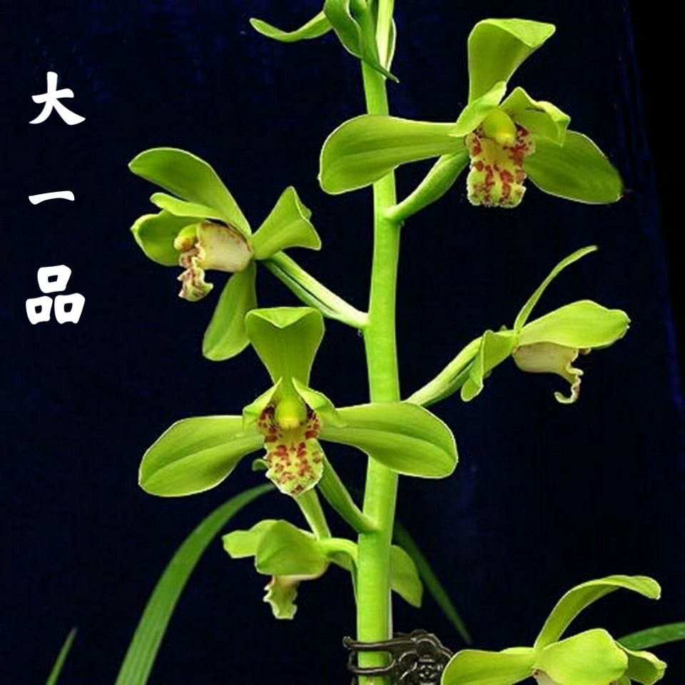 大一品 蕙兰老八种浓香兰花壮苗室内绿植盆栽5苗
