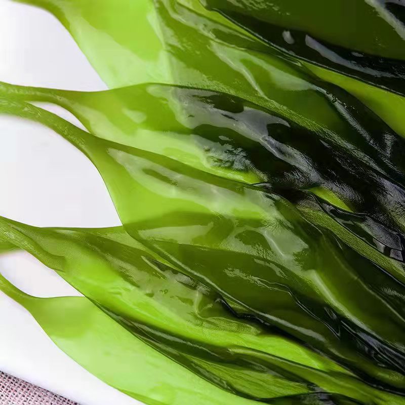 威海荣成二个月小海带苗