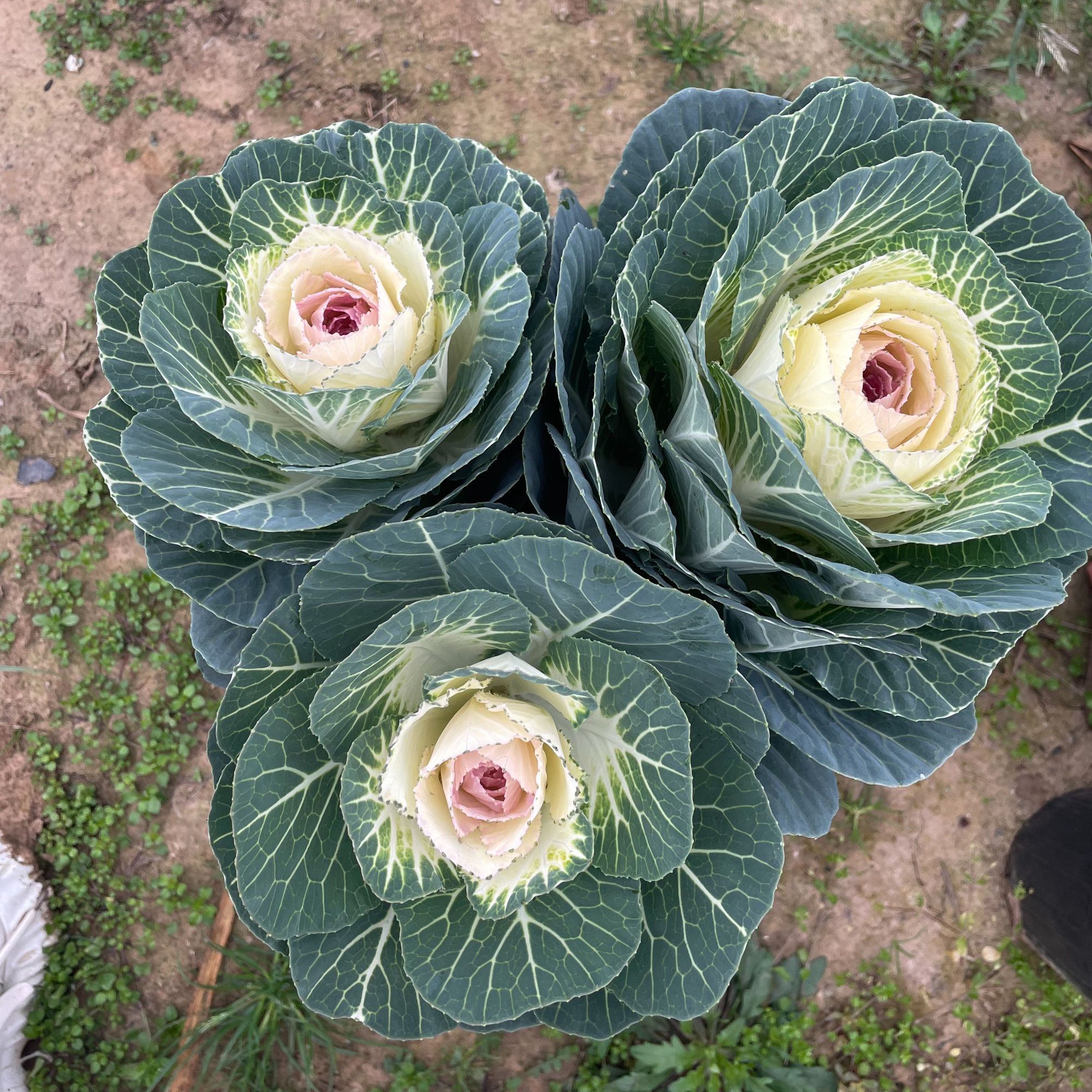 雪华美玫瑰甘蓝冬日的玫瑰