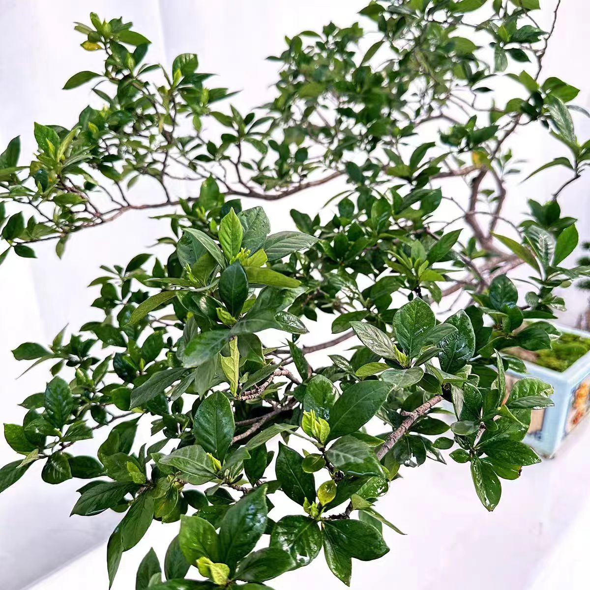 海岛栀子花 直播间一物一拍空间造景鲜花室内绿植盆栽绿植种植