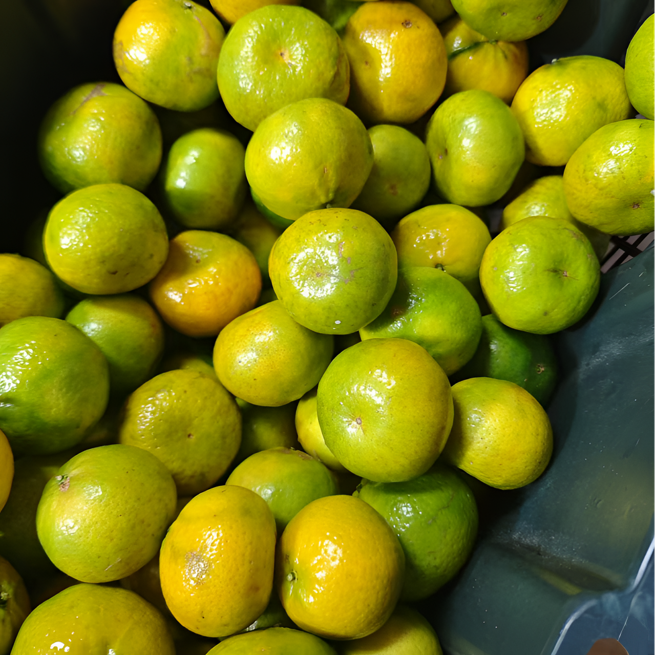 二红柑鲜果 广西浦北陈皮主推品种大红柑又称茶枝柑新鲜剪枝采摘 