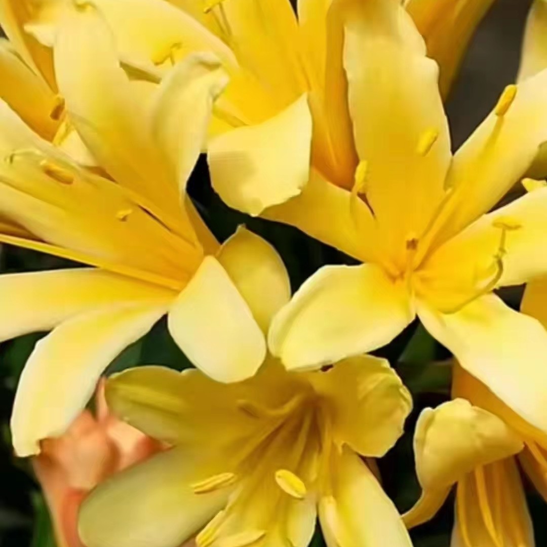 君子兰  一物一拍       