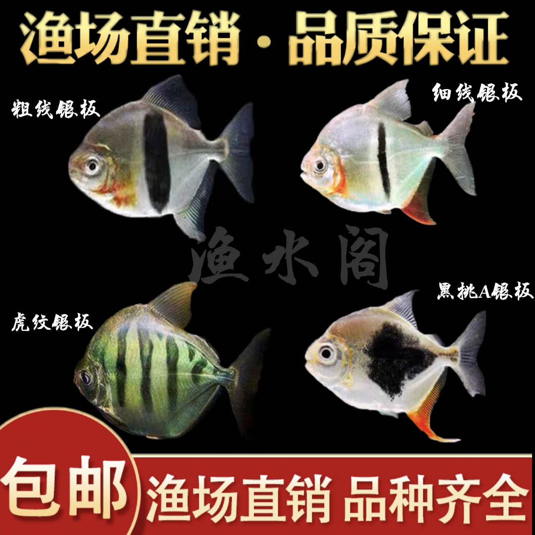 黑桃a鱼银板鱼热带观赏鱼中大型淡水粗线虎纹细线中层鱼白子群游
