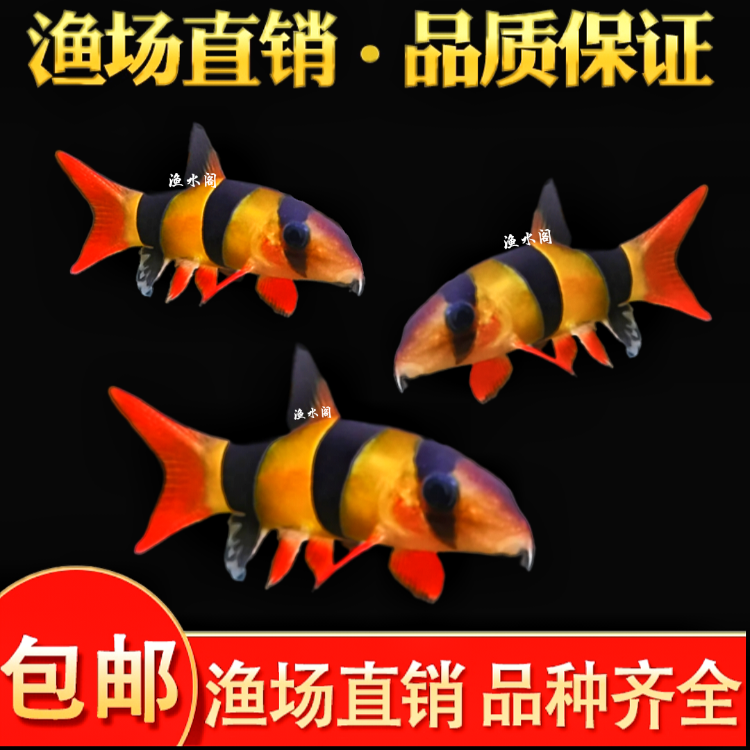 三间鼠鱼活鱼巨人三间鼠大型鼠鱼底层工具鼠鱼热带淡水观赏鱼