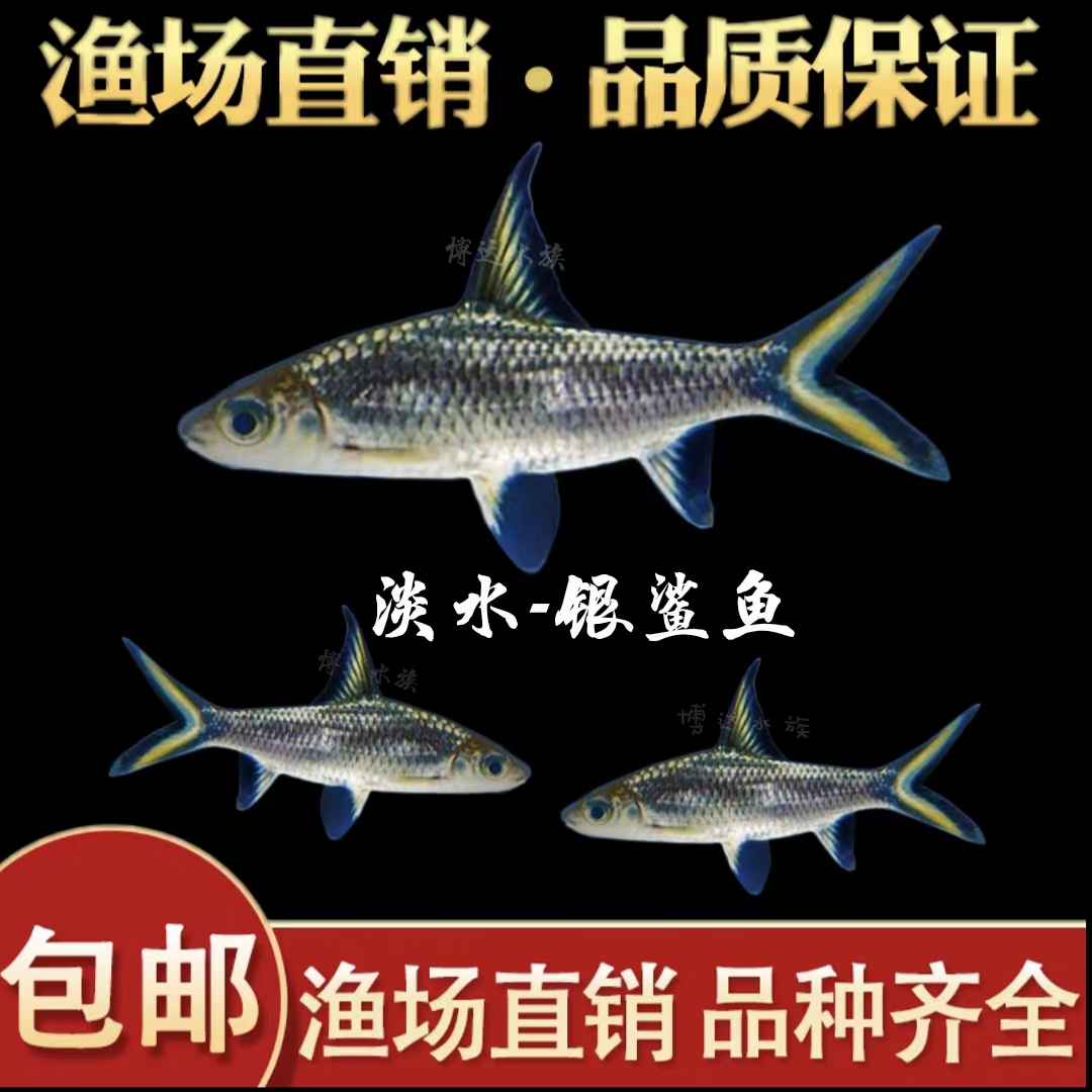 银鲨鱼热带淡水观赏鲨清洁鱼可混养龙鱼虎魟鱼中大型鲨鱼包邮