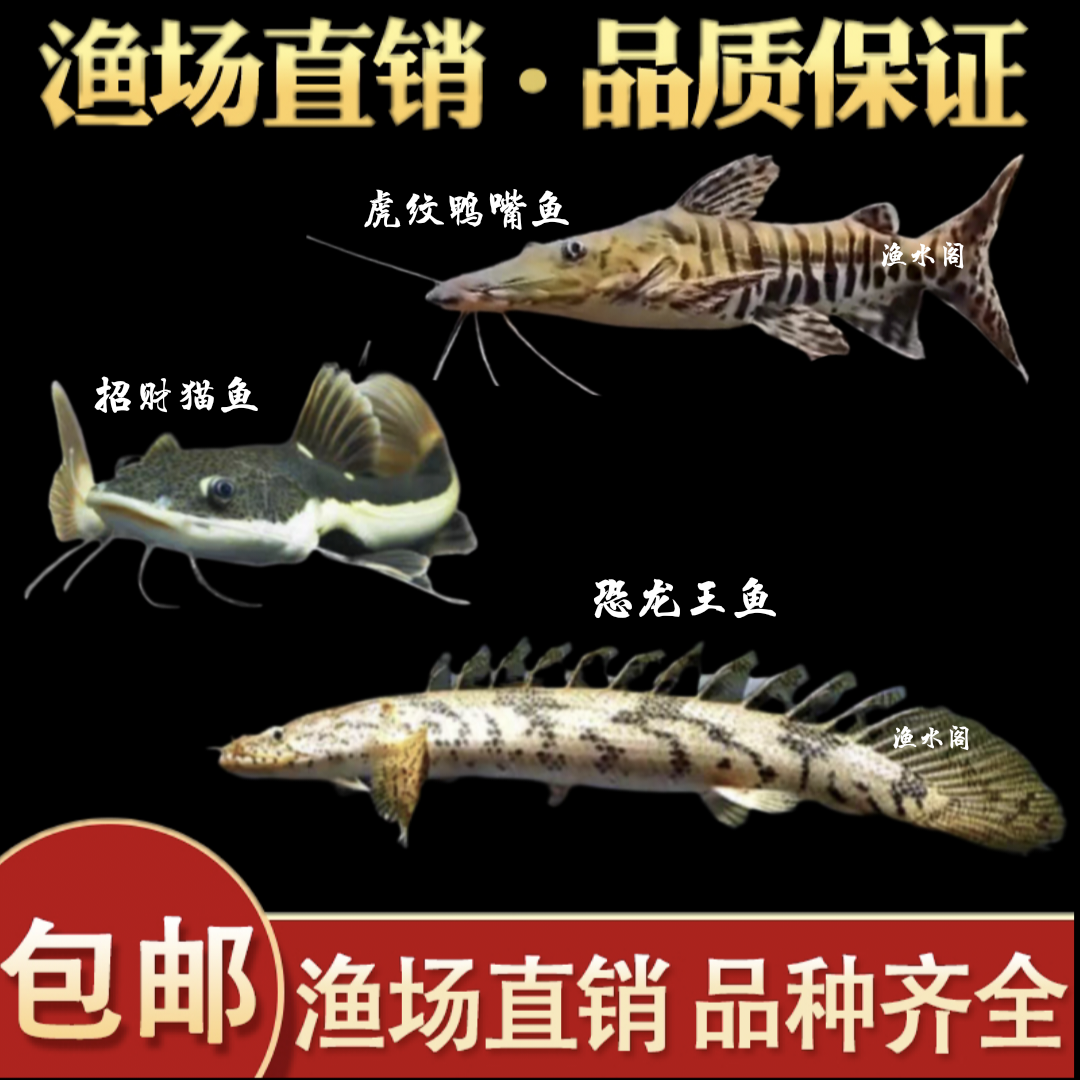 招财猫鱼活鱼虎纹鸭嘴恐龙王狗仔鲸中大型热带观赏鱼鸭嘴鱼淡水