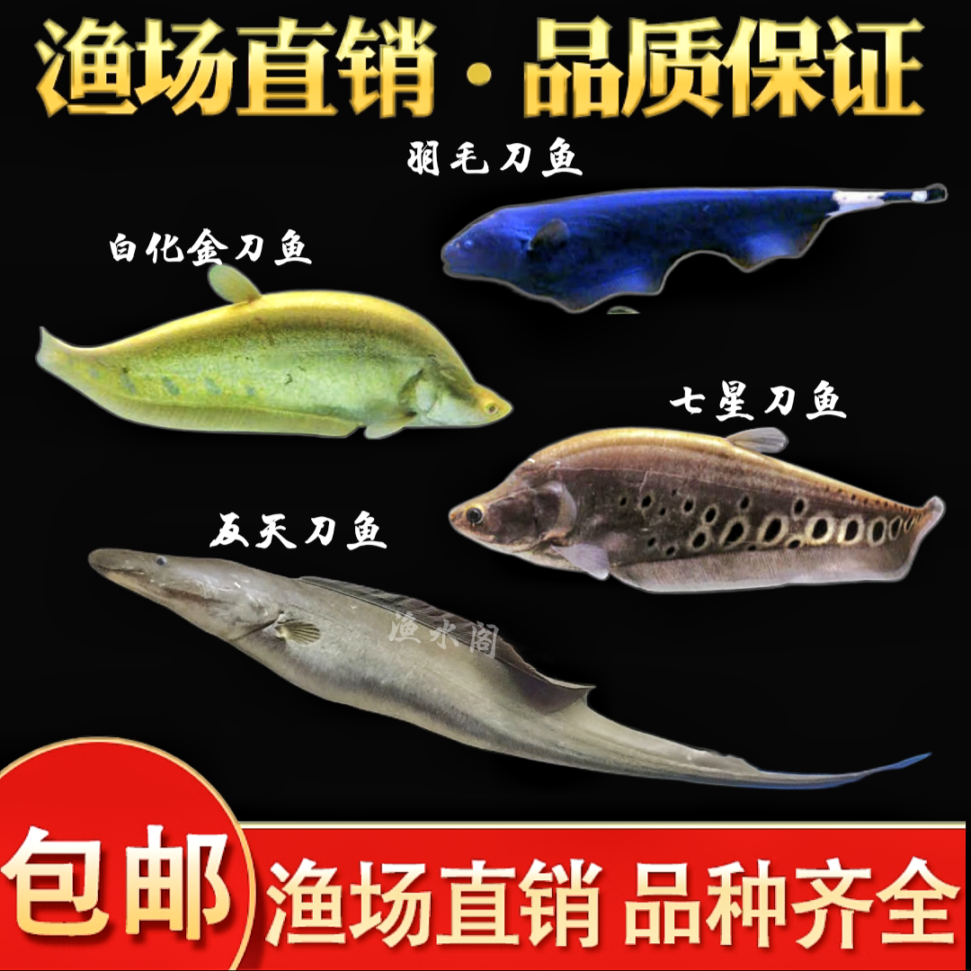 七星刀鱼活体东洋刀鱼黄金白化金刀热带观赏鱼骨舌鱼羽毛刀鱼