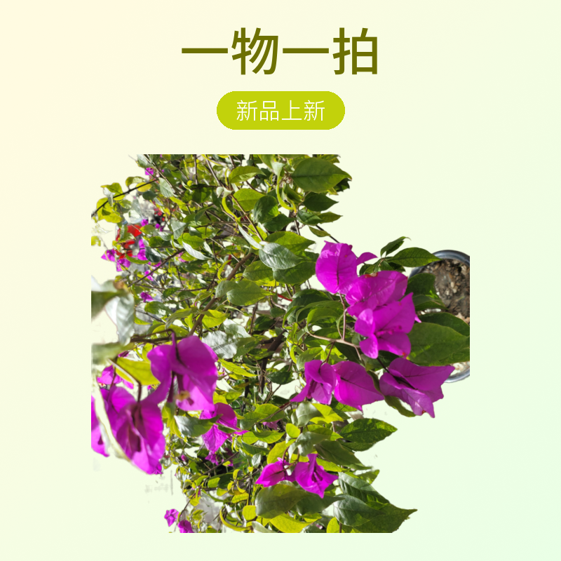 盆景，盆景素材，一物一拍