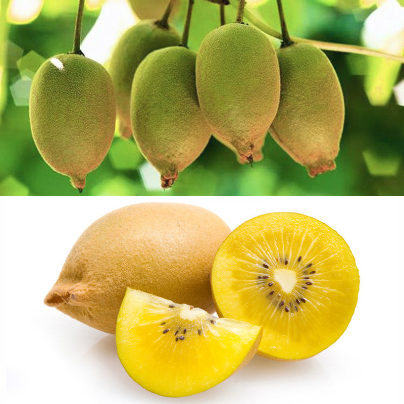 嫁接黄金奇异果苗盆栽结果猕猴桃树苗口感细腻精品新西兰猕猴桃苗