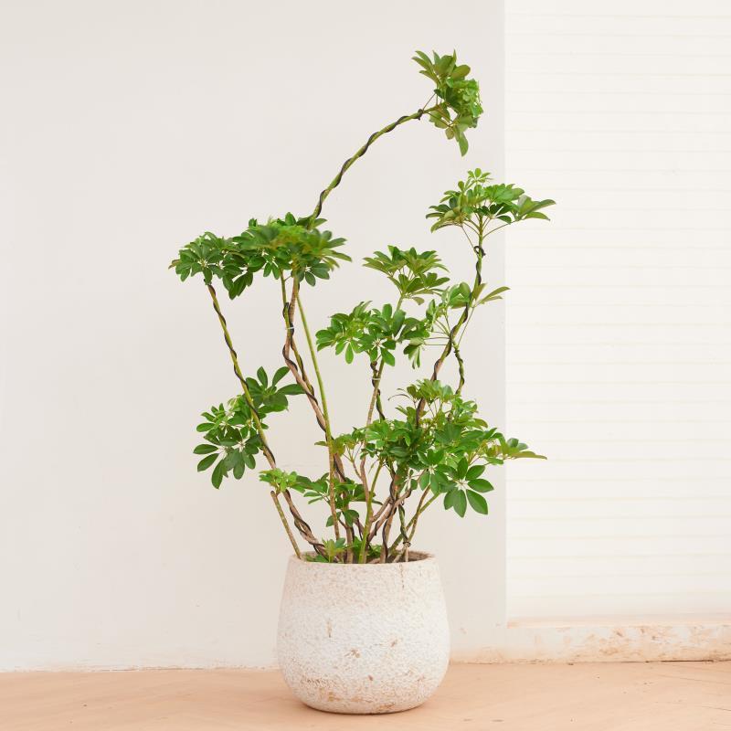 【鸭脚木】造型老桩鸭脚木客厅绿植吸甲醛室内好养网红植物绿色好养