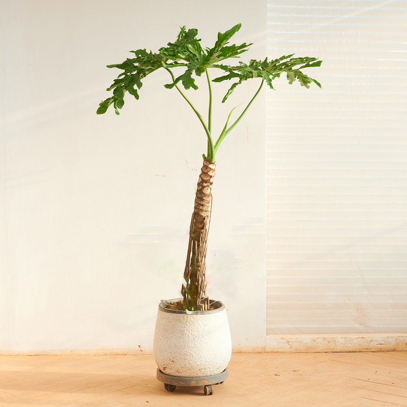 老桩龙鳞春羽室内客厅净化空气吸甲醛好养常青鲜活送货上门品质