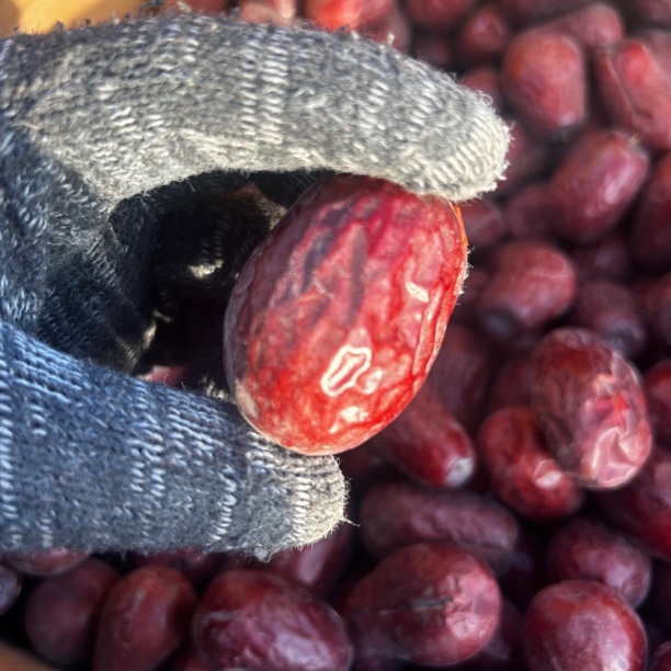 2025年一级二级 带土未清洗原生态大枣新疆和田产地直发