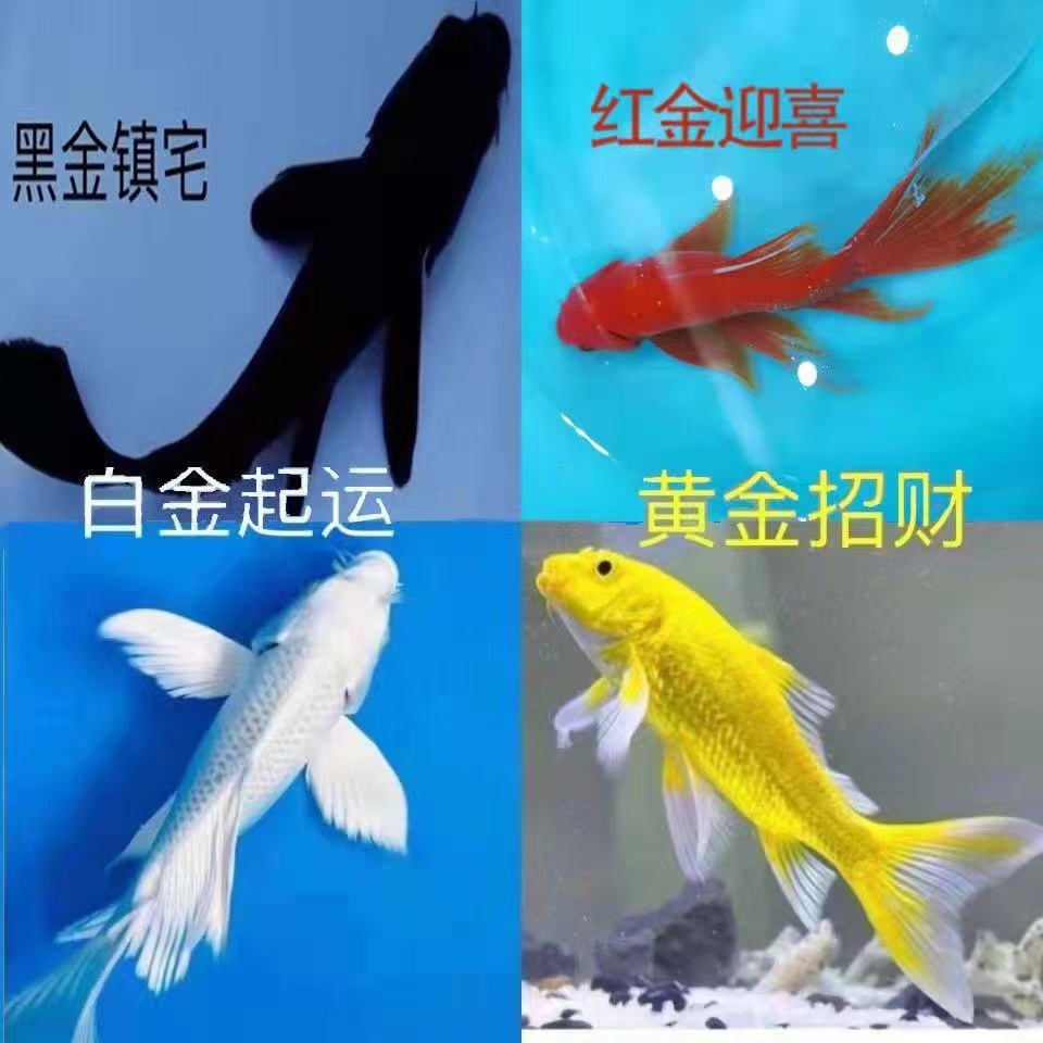 锦鲤14-16包邮包活3条