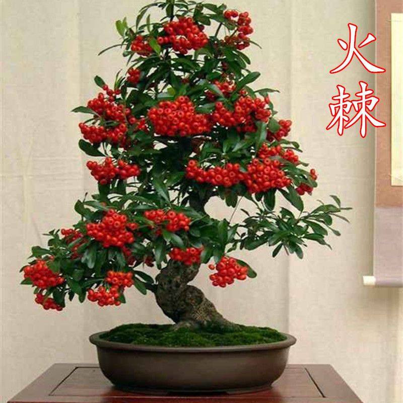 火棘苗盆景室内耐寒植物阳台盆栽带果盆景客厅火棘盆景四季常青