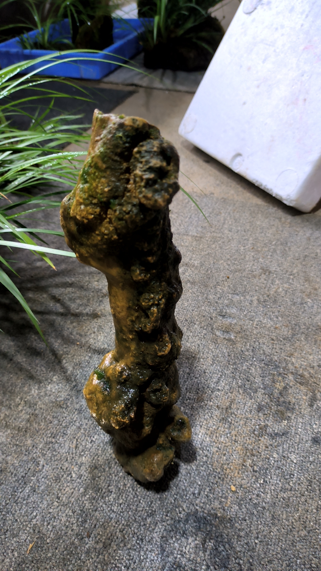 老邓菖蒲吸水石付石