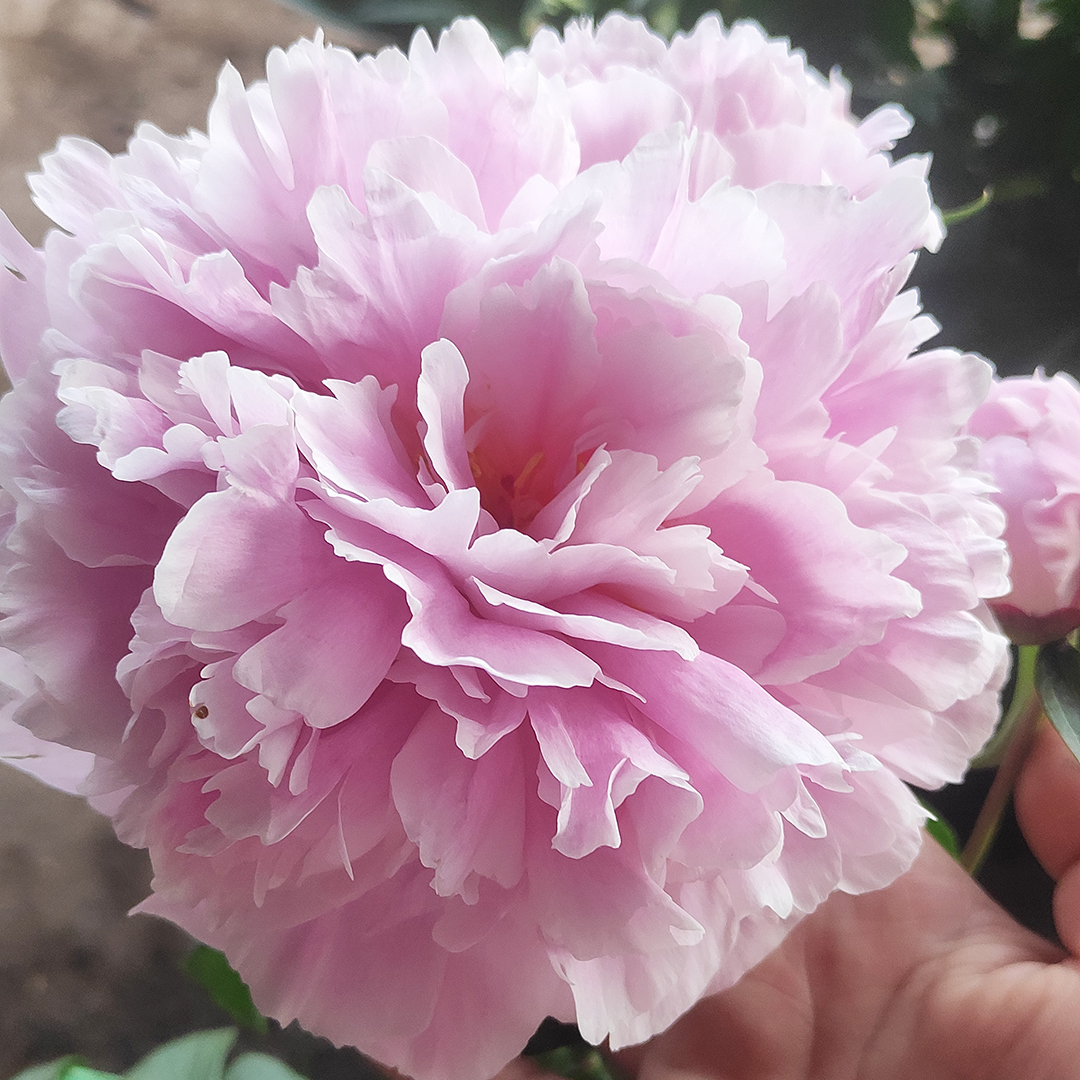 【芍药-粉莎拉】裸根洛阳观赏盆栽芍药赏花基地发货种植
