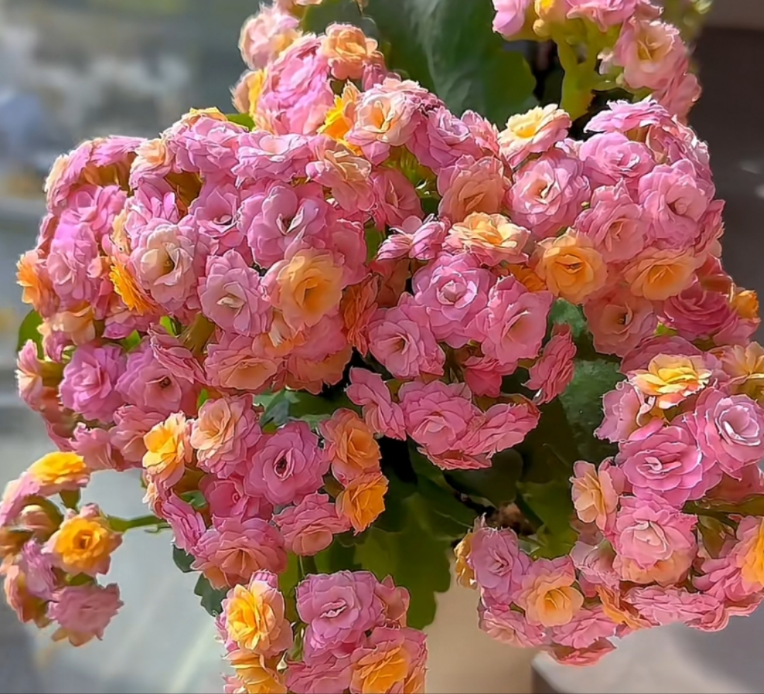 大棚。110原盆原土