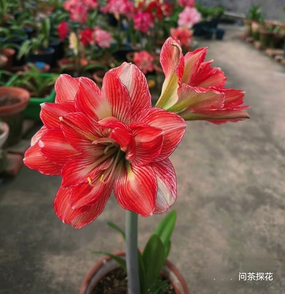 心想事成朱顶红（盈升505）1＋切球根叶带盆土发货