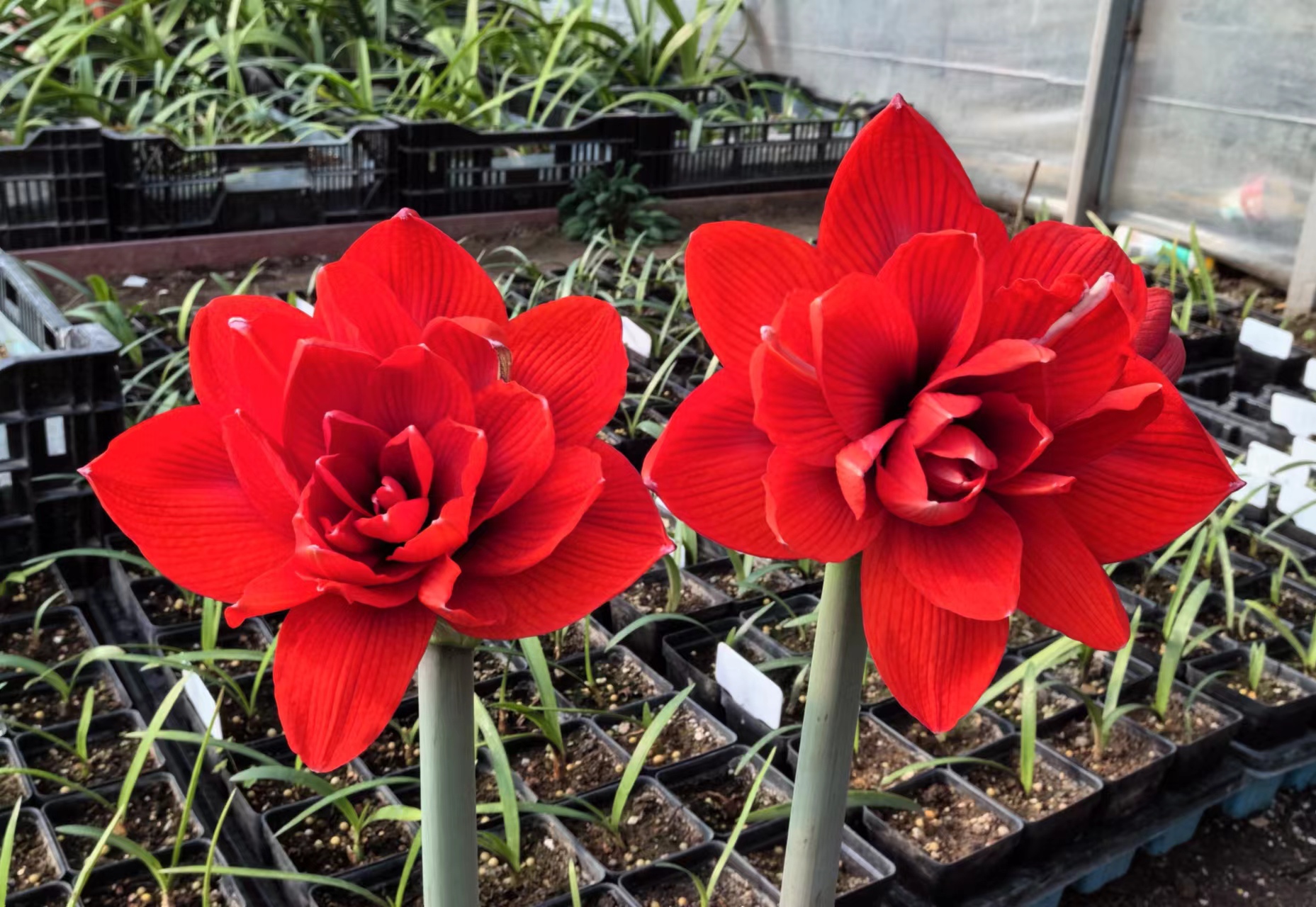 芙蓉王（蒂卡莲花）2左右切球有根叶保湿发货