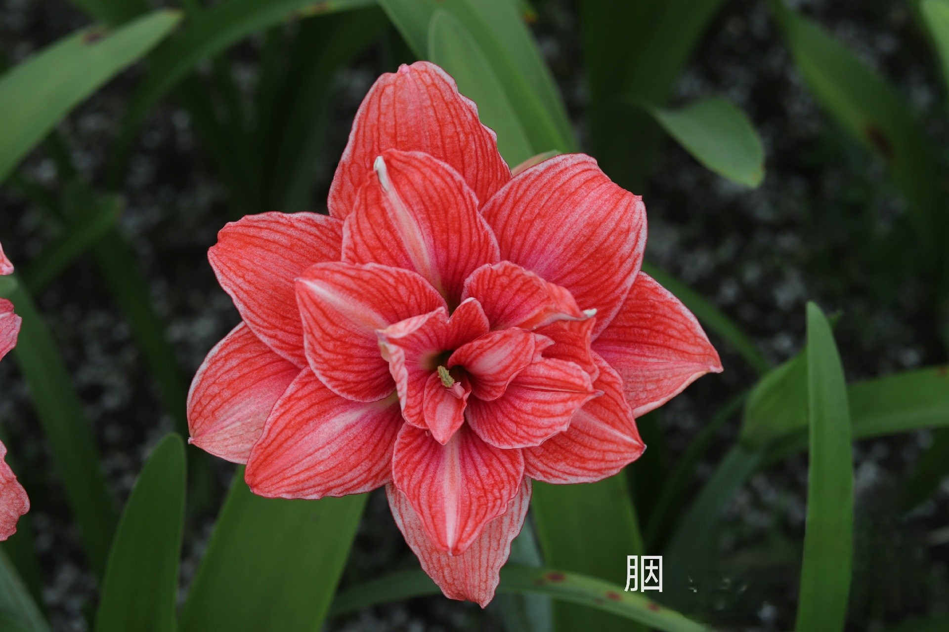 胭脂朱顶红，国内杂交新品，切球苗1＋有根叶带盆土发货