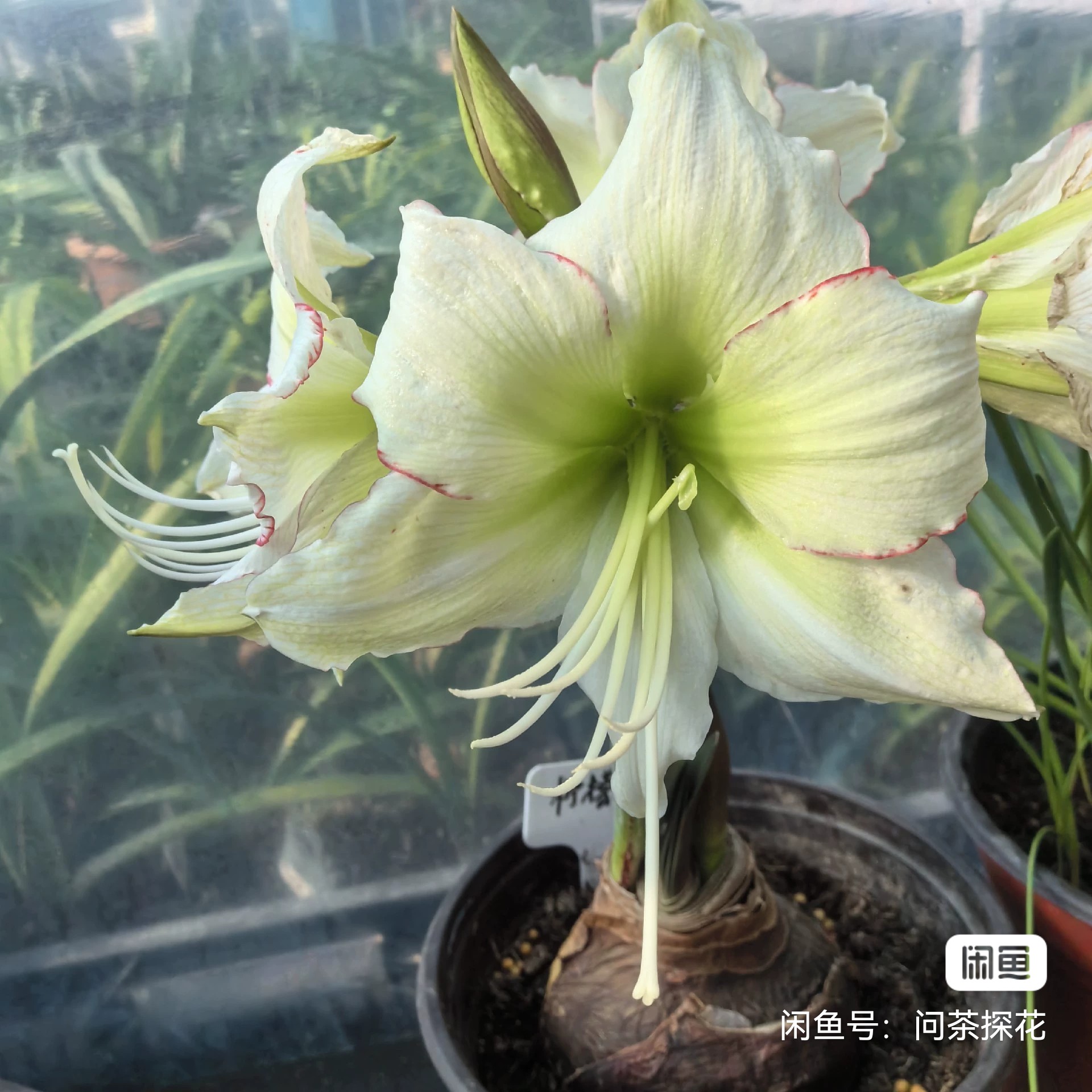 柠檬奶油，柠檬酱切球苗3左右有根叶保湿发货