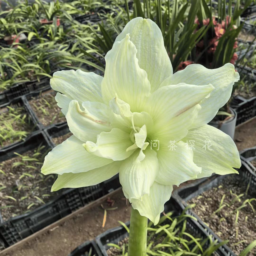 白色荣耀朱顶红0.8左右切球，有根叶带盆土发货