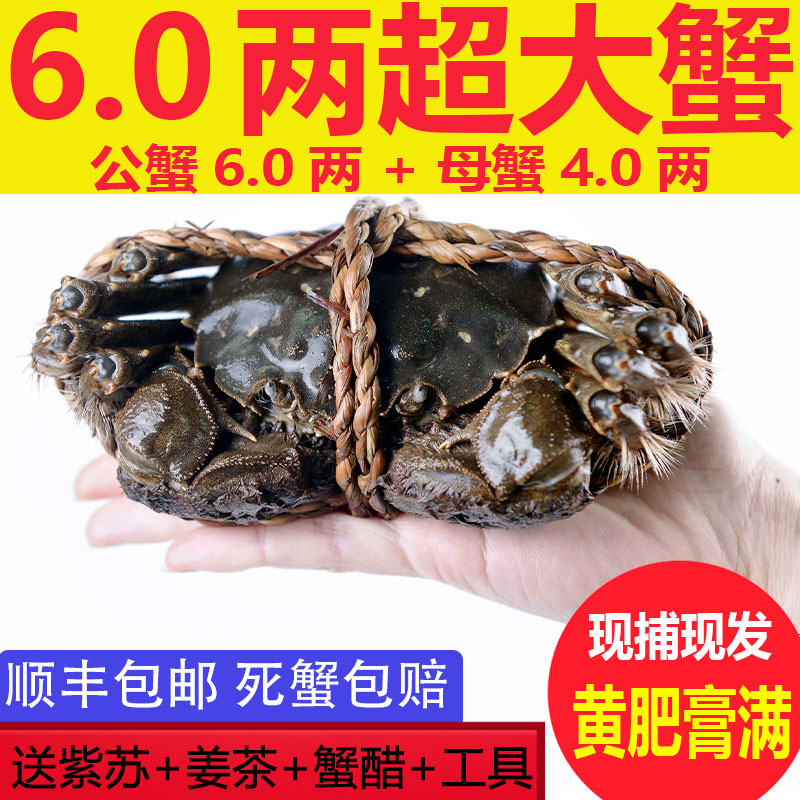 【活蟹】大螃蟹公蟹6.0两母蟹4.0两6只螃蟹鲜活现货 礼盒装秋觅阳澄