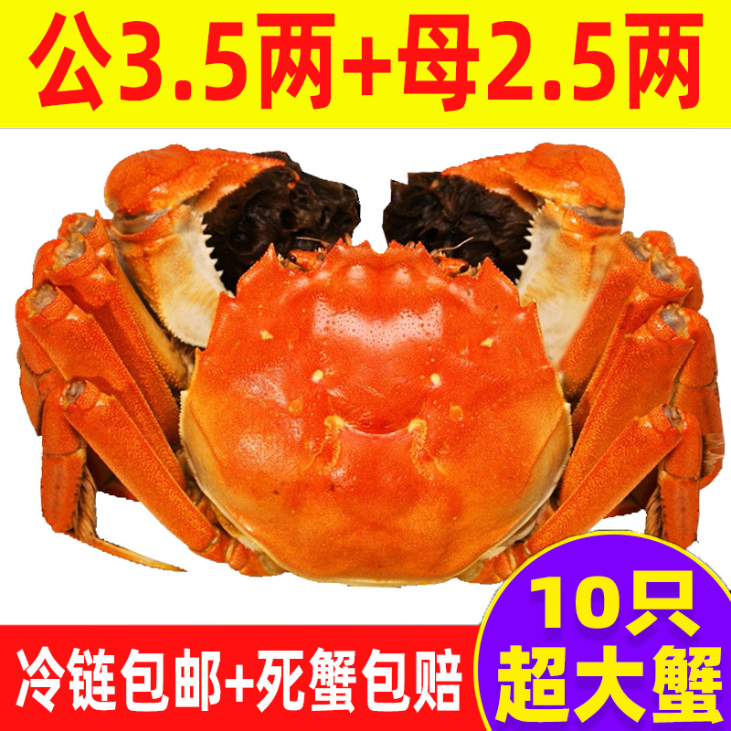 【活蟹】大螃蟹公蟹3.5两+母蟹2.5两10只螃蟹 鲜活现货礼盒装